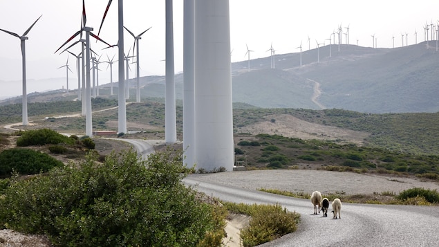 Montagnes, rangée d'éoliennes le long d'une route où circulent trois moutons.