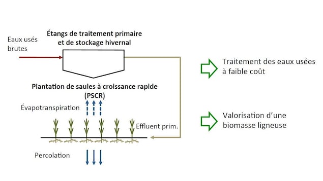 Schéma montrant le fonctionnement du système de traitement des eaux usées utilisant des saules. 