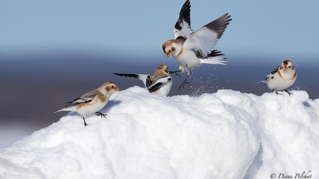 Quatre oiseaux sur un tas de neige.
