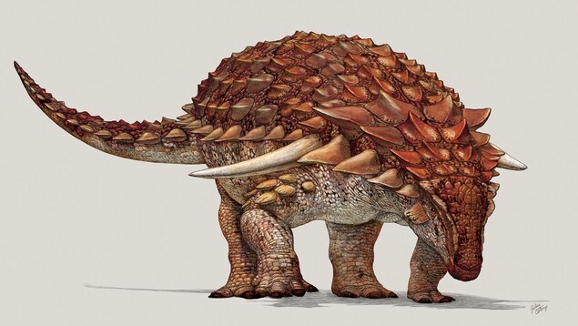 Un dessin du Borealopelta markmitchelli. Un dessin du Borealopelta markmitchelli.
