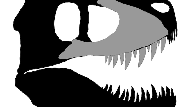 Illustration d'un crâne complet de dinosaure, avec la partie découverte en Colombie-Britannique en gris Illustration d'un crâne complet de dinosaure, avec la partie découverte en Colombie-Britannique en gris