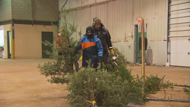 Des citoyens transportent des sapins. Des citoyens transportent des sapins.