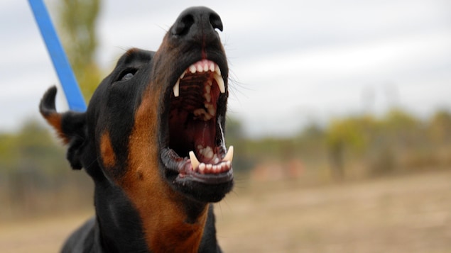 Un chien jappant, la gueule ouverte.
