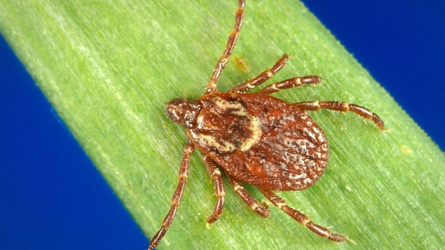 A tick on a blade of grass.