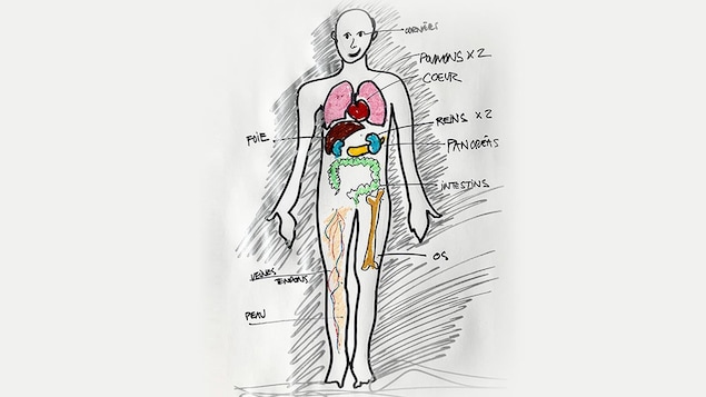 Dons d’organes : les ratés du système québécois