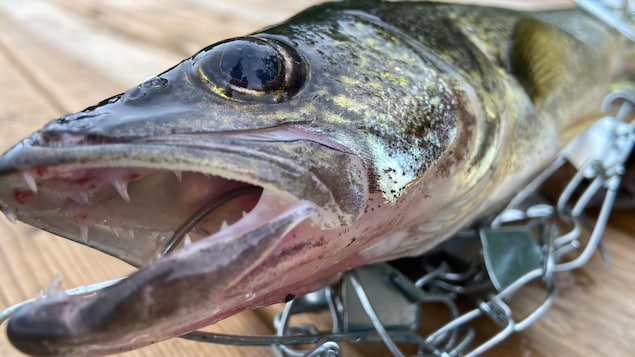 Les pêcheurs respectent les nouveaux règlements au Manitoba, selon la province