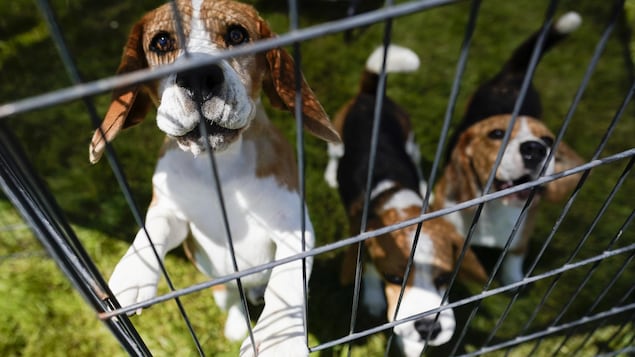Tres perros enjaulados.