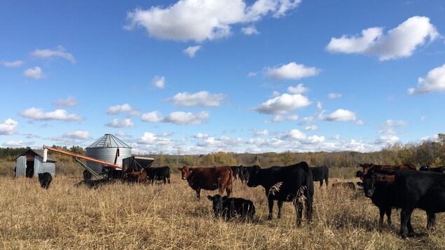 Des boeufs dans un champ.