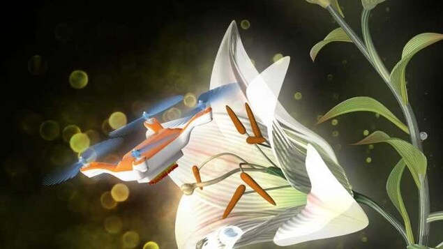 Image du drone pollinisateur