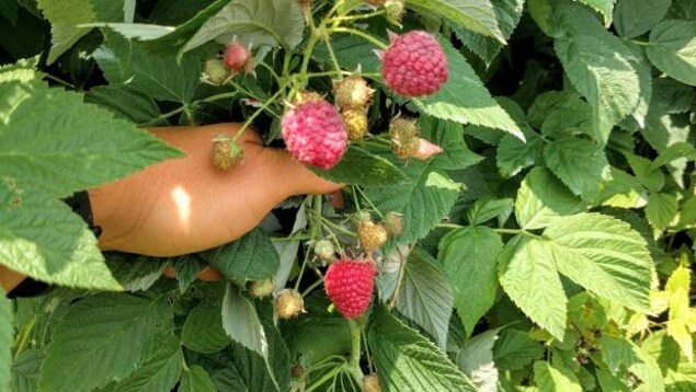 Un aperçu des cultures de framboises de la ferme Millar Berry, endommagées par la drosophile à ailes tachetées. Un aperçu des cultures de framboises de la ferme Millar Berry, endommagées par la drosophile à ailes tachetées.