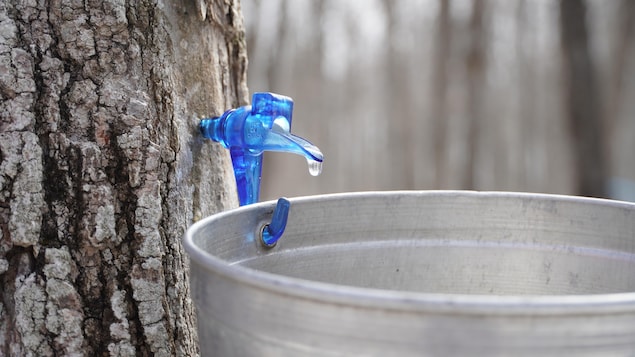 Motion d’appui pour les acériculteurs qui réclament plus d’hectares en forêt publique