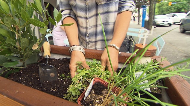Une femme plonge ses mains dans la terre pour planter des fines herbes dans un bac près de la terrasse d'un restaurant.