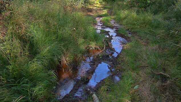 Des écoulements sont visibles à la surface de terrains gazonnés. Des écoulements sont visibles à la surface de terrains gazonnés.