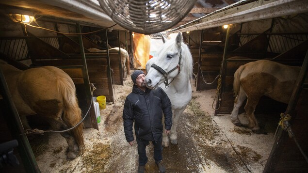 Un homme fait mine d'embrasser un cheval blanc sur le museau.