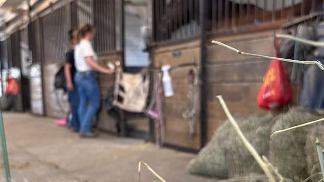 Guylaine Beaudoin devant l'enclos intérieur de son cheval Smarties.