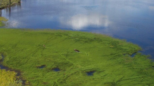 Un orignal traverse l'herbe sur le bord d'une étendue d'eau. Un orignal traverse l'herbe sur le bord d'une étendue d'eau.
