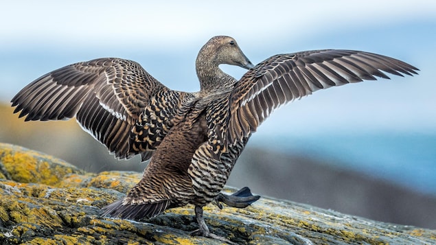 Diminution des cas de grippe aviaire détectés aux îles Mingan