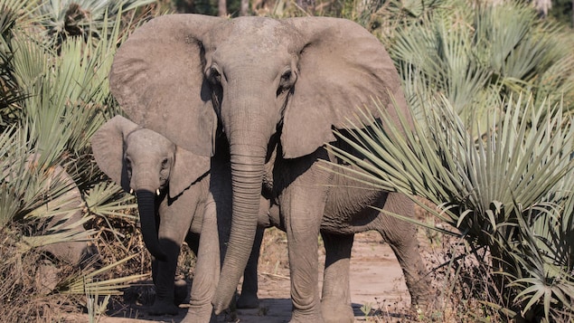 De plus en plus d’éléphants d’Afrique naissent sans défenses en raison du braconnage