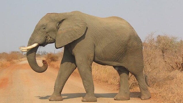 L'éléphant seul traverse une route en terre battue. L'éléphant seul traverse une route en terre battue.