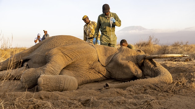 Maladie, poison? Dans le sud du Kenya, un mal mystérieux continue de tuer des éléphants