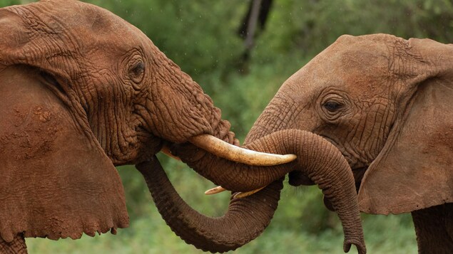 Deux éléphants. Deux éléphants.