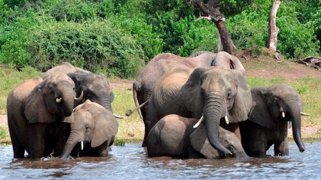 Un groupe d'éléphants.