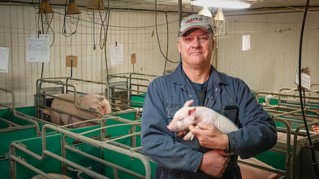 L'homme dans une porcherie avec un porcelet dans les bras.