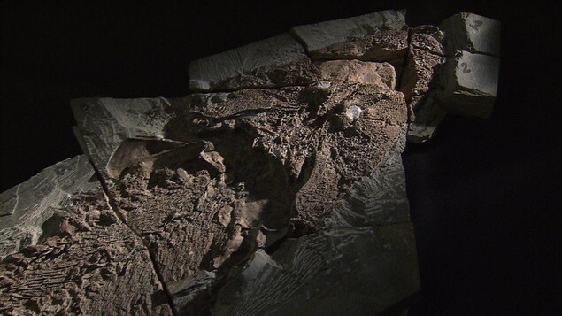 La tête du fossile d'Elpistostege La tête du fossile d'Elpistostege