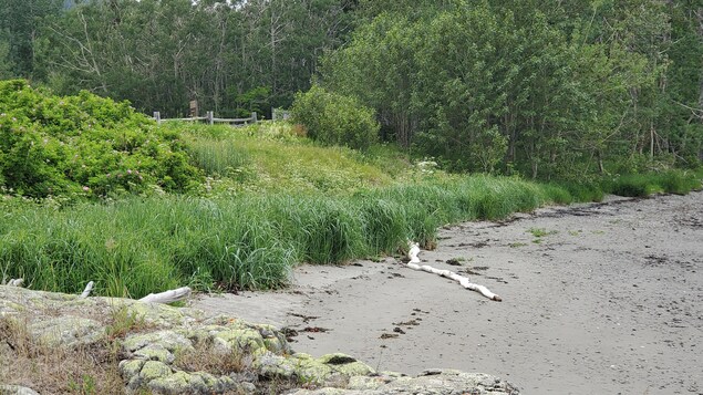 Des plantes au bord du fleuve au parc national du Bic.