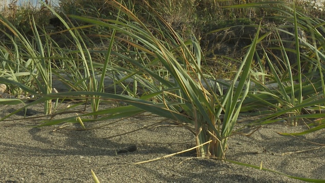 Plante indigène Plante indigène