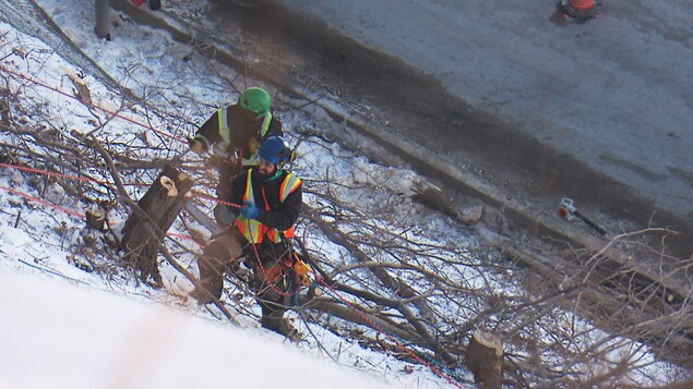 Des émondeurs procèdent à l'abattage d'arbres dans le Cap-Blanc.