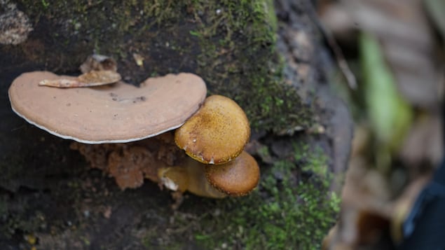 Un champignon sur un arbre