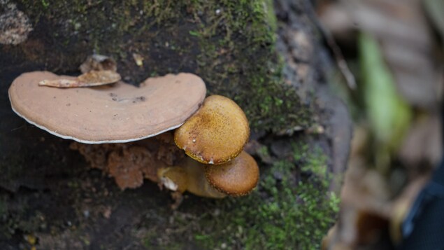 Un champignon sur un arbre