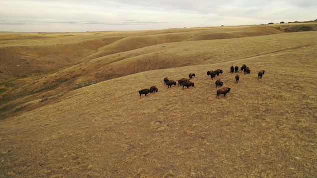Des bisons dans un champ