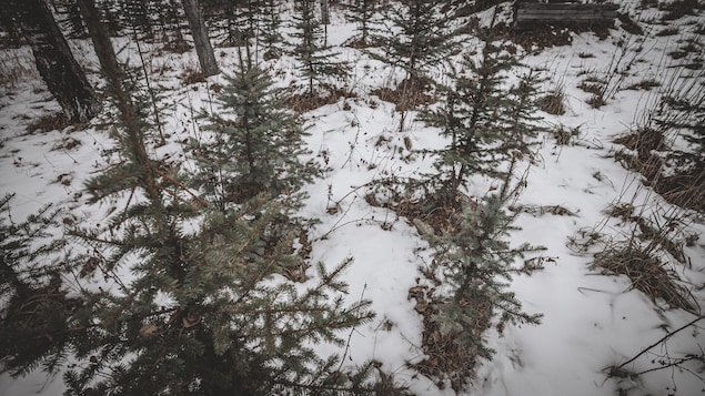 De petites épinettes, avec de la neige, en novembre 2023, près de Cremona, en Alberta.