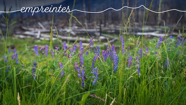 Des épilobes avec en arrière-plan une forêt brûlée près de Jasper en Alberta, en juillet 2025. 