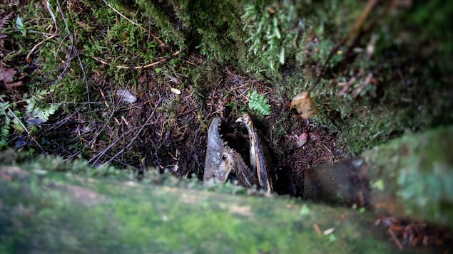 La tête d'un poisson mort sous une bûche, dans la forêt, près de Klemtu, en Colombie-Britannique, en octobre 2023.