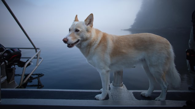 Un chien sur le pont d'un bateau dans un fjord embrumé, près de Klemtu, en Colombie-Britannique, en octobre 2023.