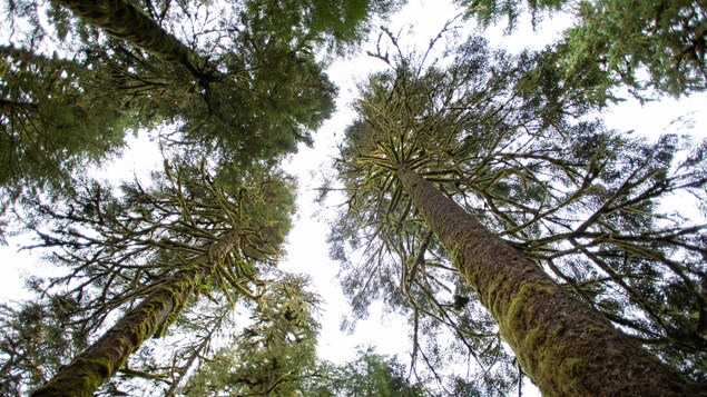 Des arbres dans une forêt en contre plongée, près de Klemtu, en Colombie-Britannique, en octobre 2023.