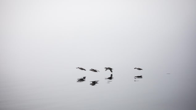 Des oiseaux en vole avec leur reflet sur l'eau, près de Klemtu, en Colombie-Britannique, en octobre 2023.