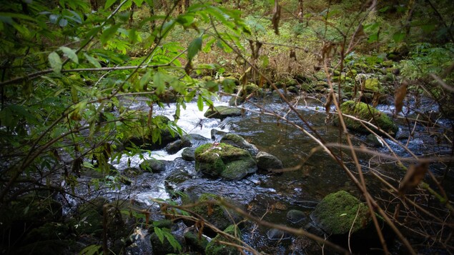 Une rivière entre les arbres, près de Klemtu, en Colombie-Britannique, en octobre 2023.