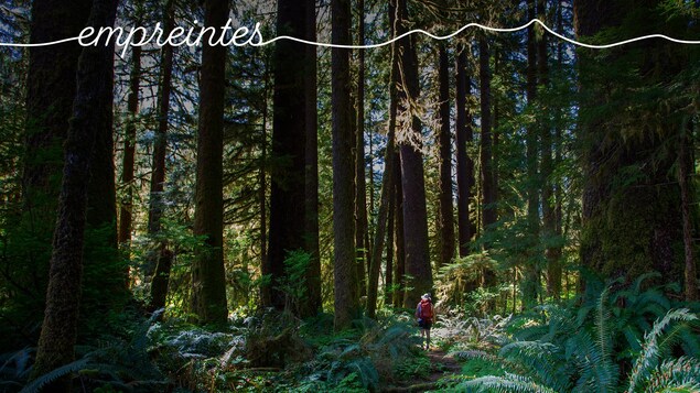 Un homme marche dans une forêt d'arbres géants. Image-titre du récit de la série Empreintes.