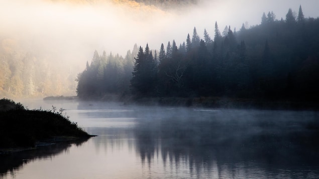 Une silhouette de conifères dans la brume, aux abords de la rivière.