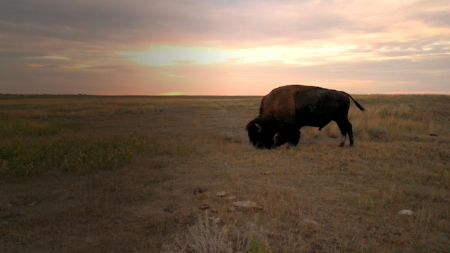 Les Wigness font l’élevage du bison, une espèce essentielle pour la sauvegarde de l’écosystème des prairies.