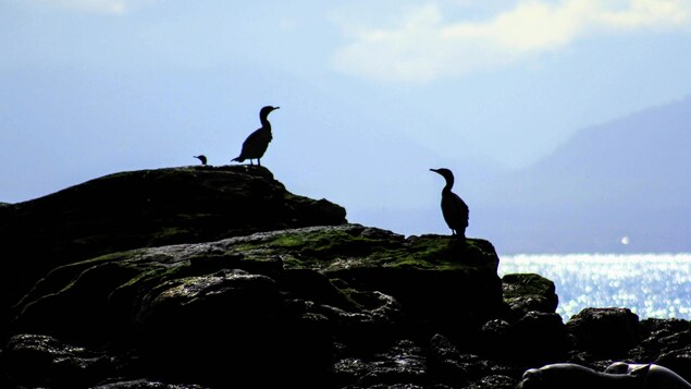 Des cormorans sur des rochers.