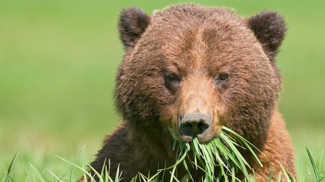 Gros plan de la tête d’un grizzly qui mange de l’herbe.