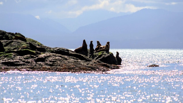 Des lions de mer sur des rochers.