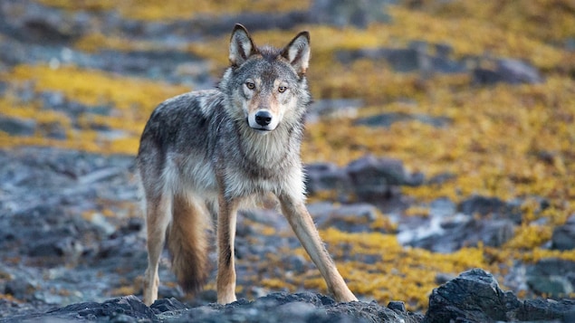 Gros plan d’un loup qui regarde l’objectif de son appareil photo.