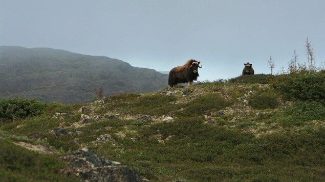 Deux boeufs sont juchés sur le haut d'une colline. En arrière d'eux, on aperçoit une montagne.