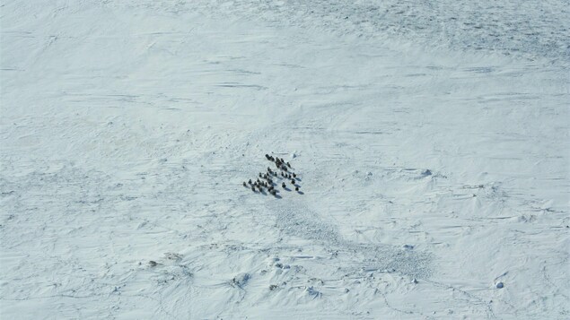 Un troupeau de boeufs musqués vu des airs, sur un fond de neige.